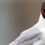_O4A8585 Mouette rieuse
